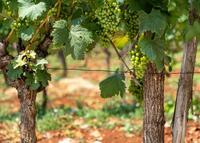 Vitis Istra * Tinjan