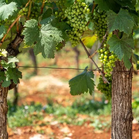 Vitis Istra * Tinjan